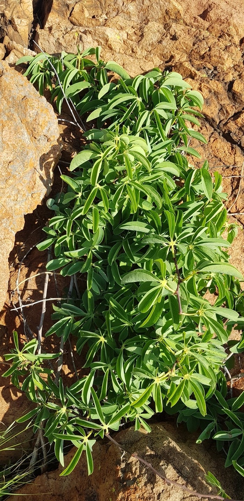 Adenia glauca photo 6