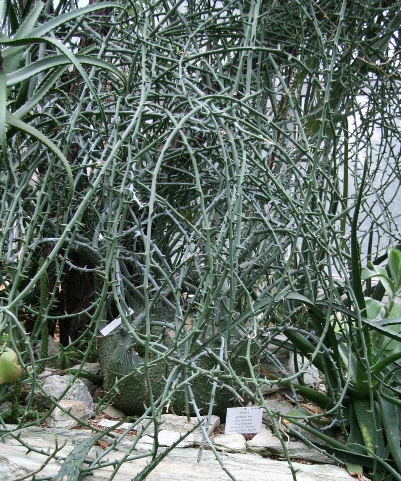 Adenia globosa