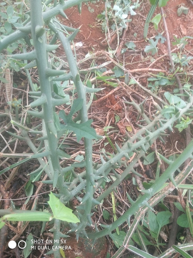Adenia globosa photo 2