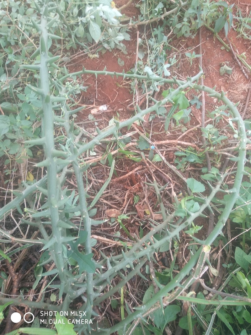 Adenia globosa photo 4