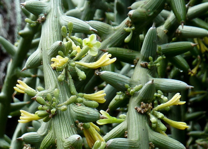 Adenia globosa photo 6