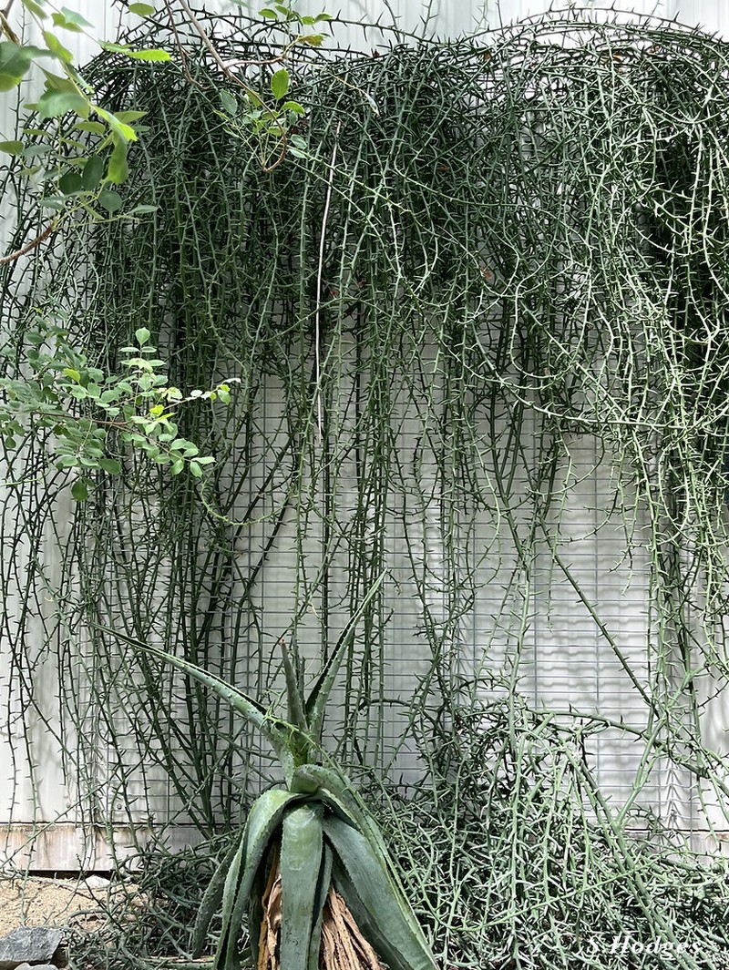 Adenia globosa photo 8