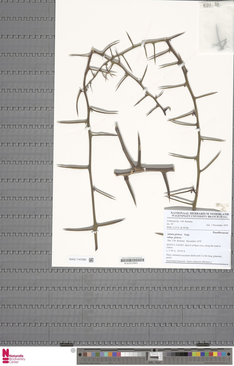 Adenia globosa subsp. globosa