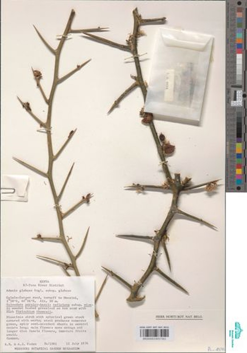 Adenia globosa subsp. globosa photo 2