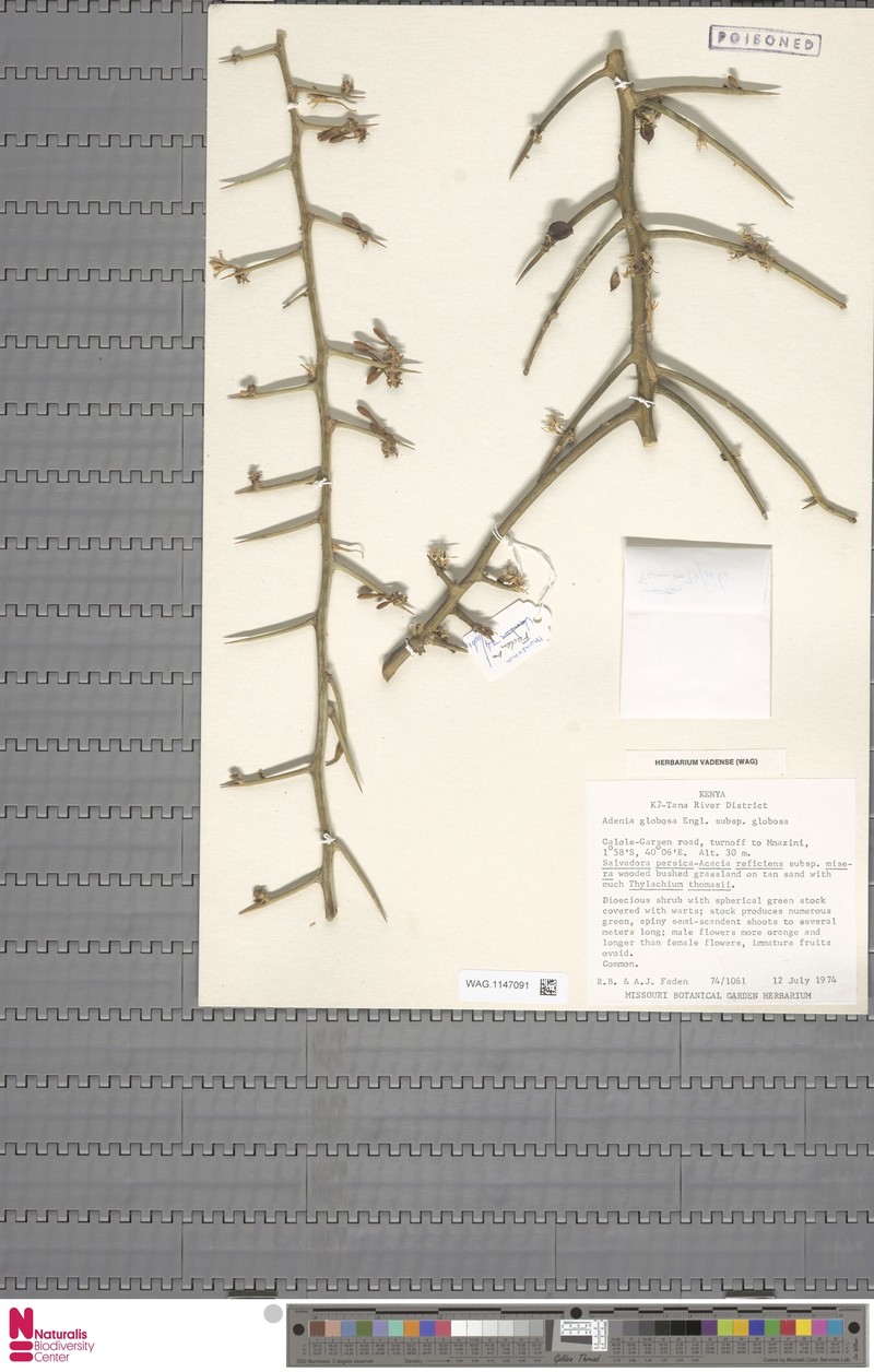 Adenia globosa subsp. globosa photo 3