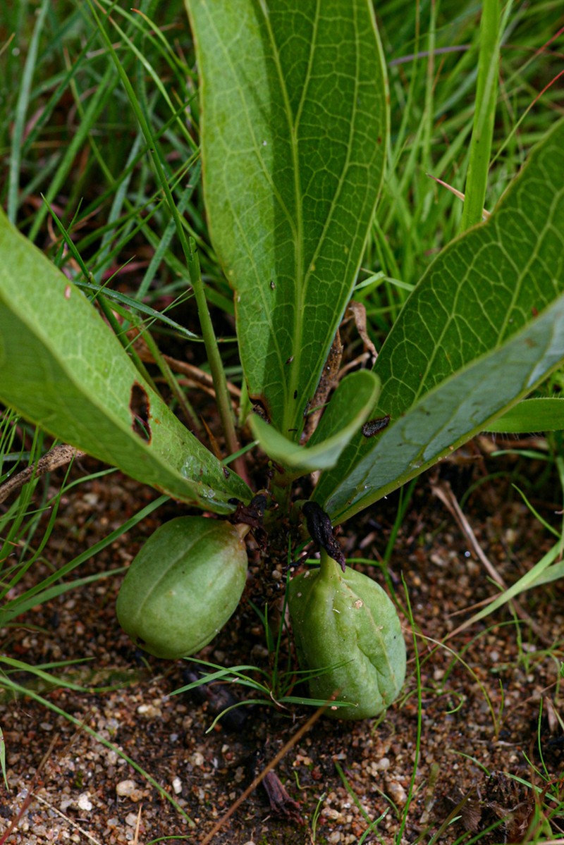 Adenia goetzei