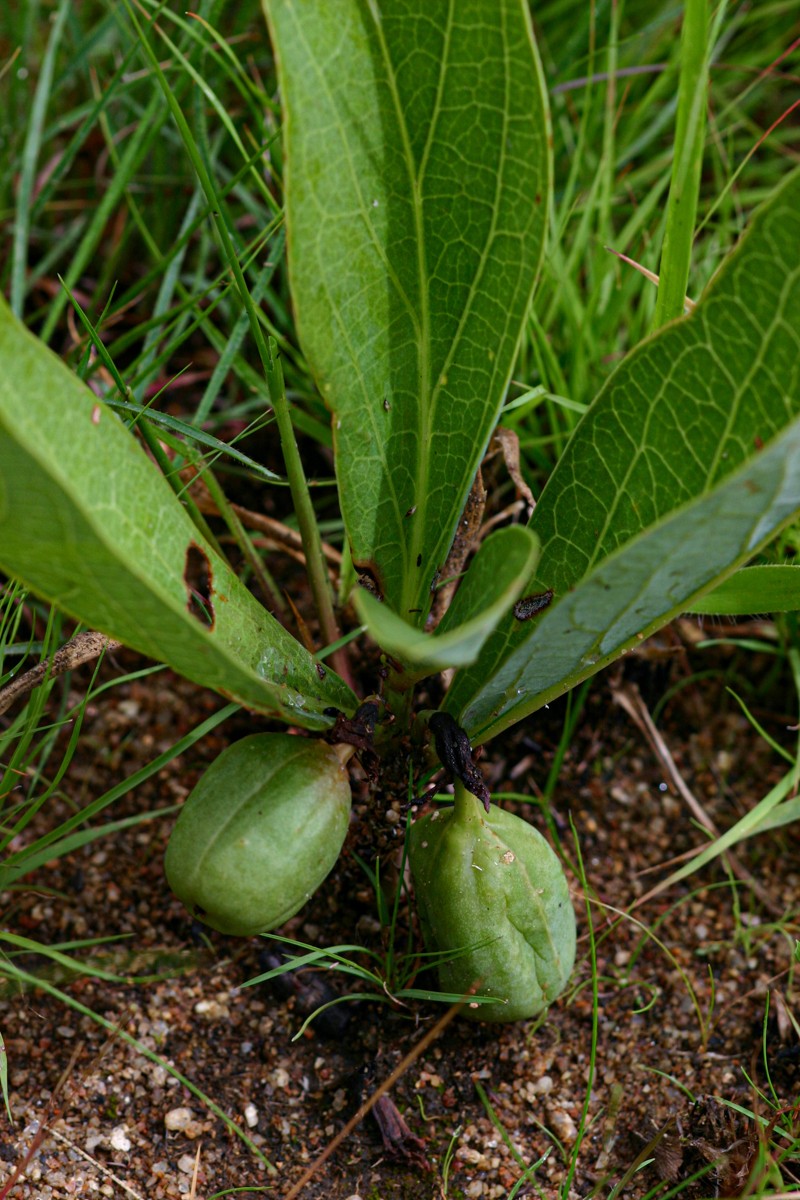 Adenia goetzei photo 2