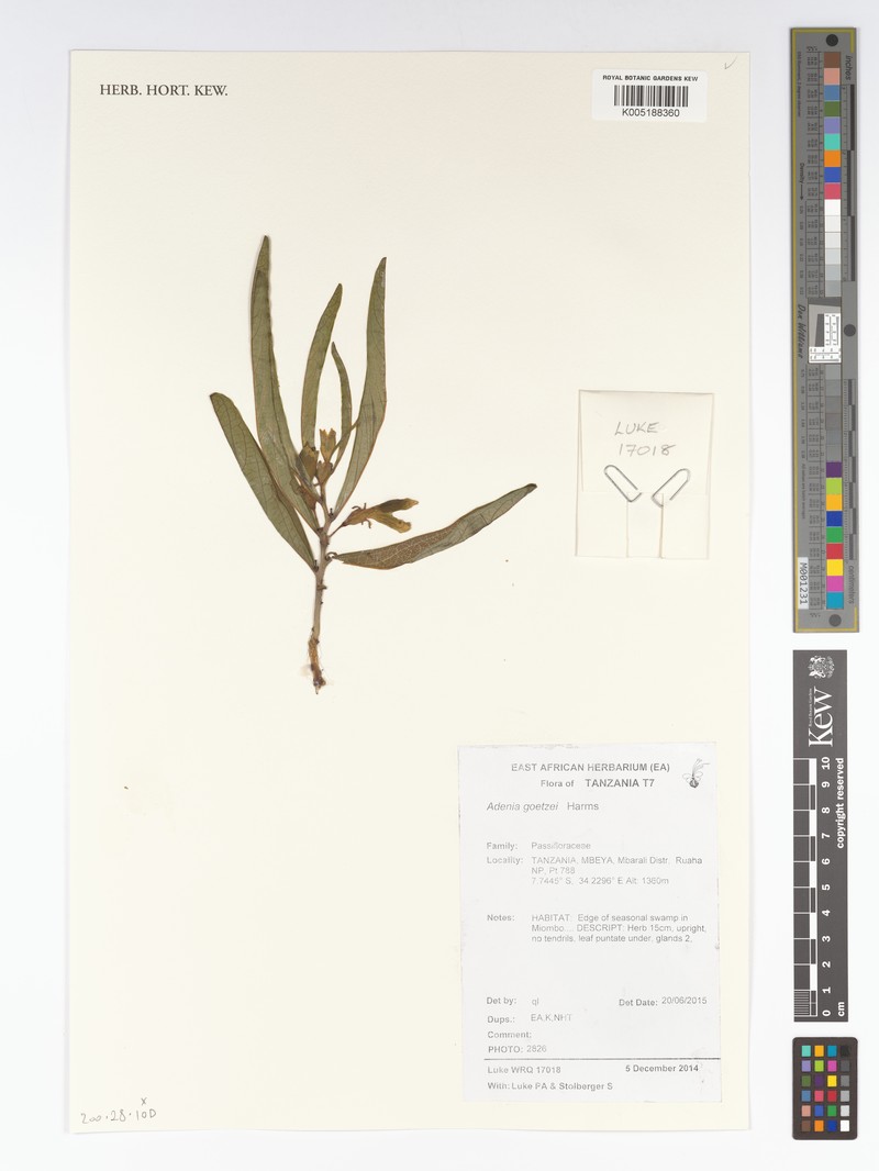 Adenia goetzei photo 3