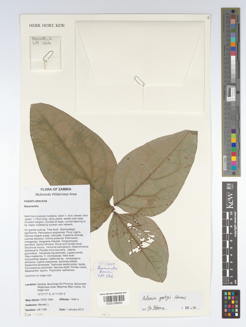 Adenia goetzei photo 4