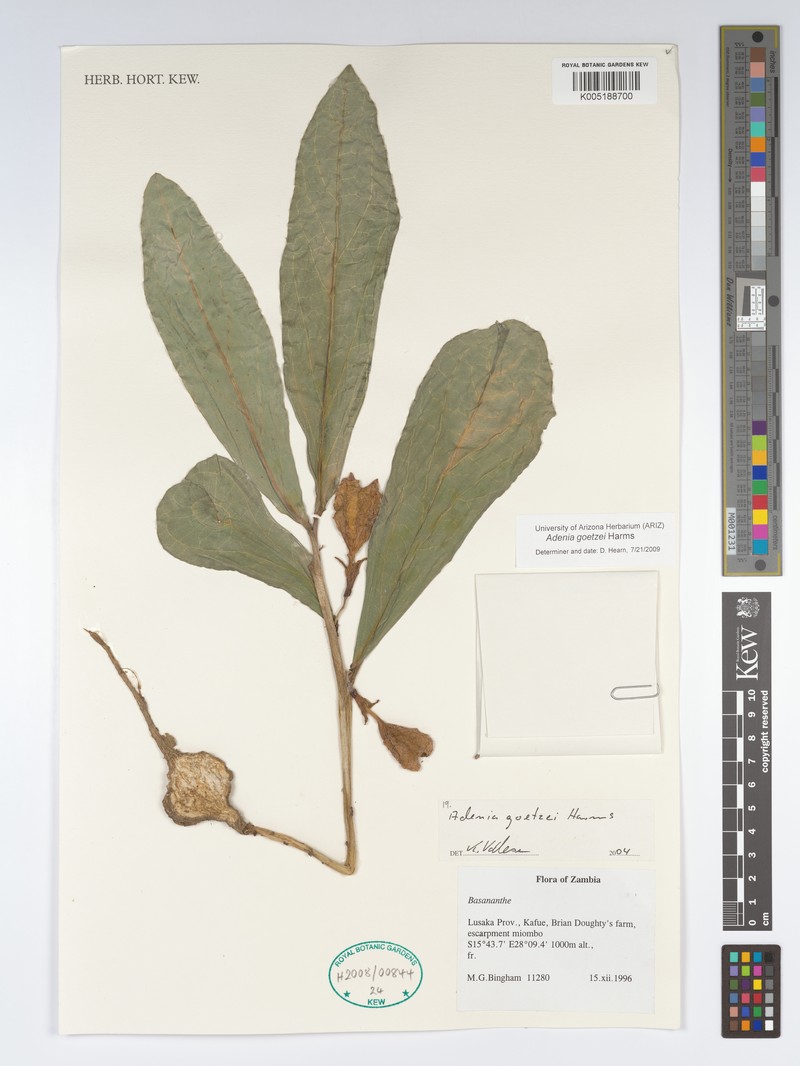 Adenia goetzei photo 5