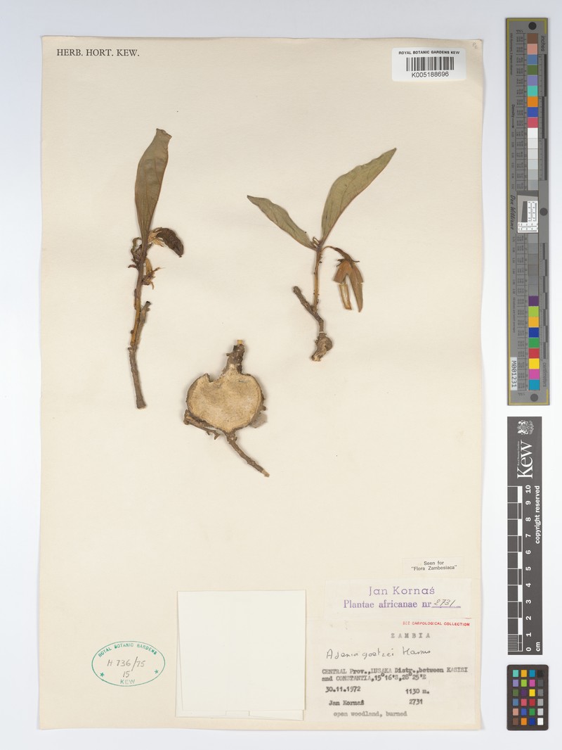 Adenia goetzei photo 6
