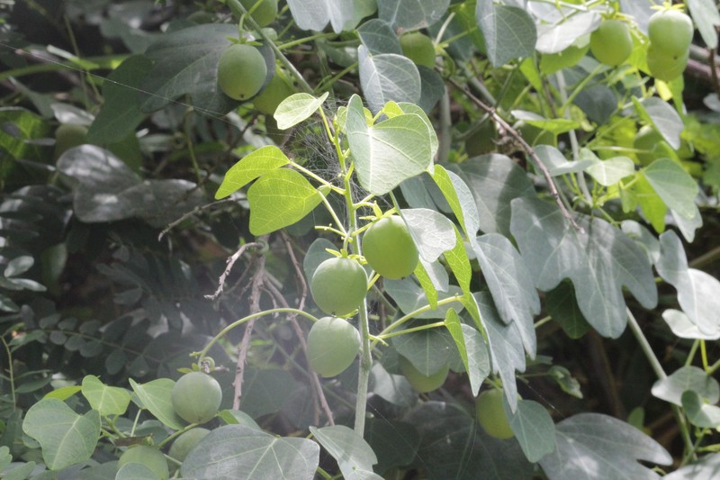 Adenia gracilis photo 2