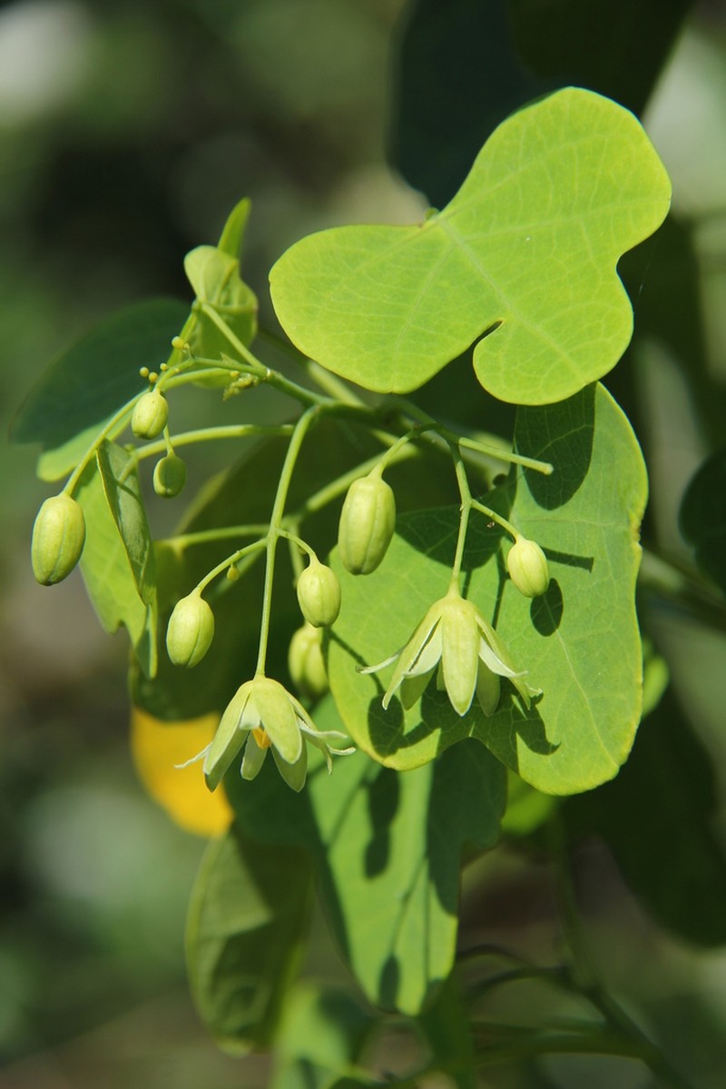 Adenia gummifera