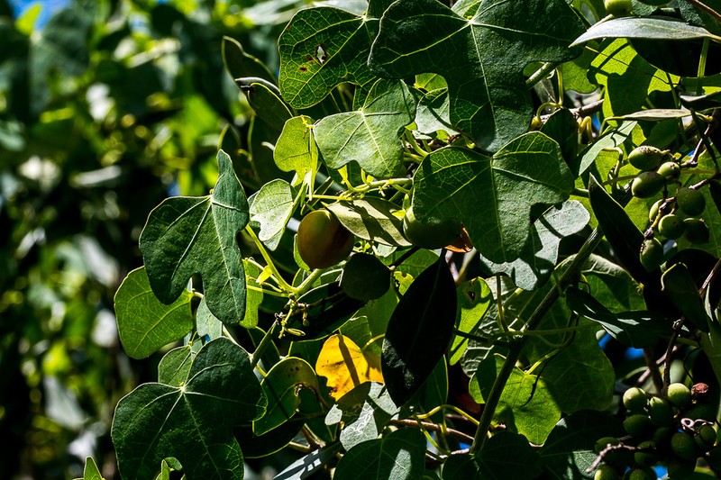 Adenia gummifera photo 2