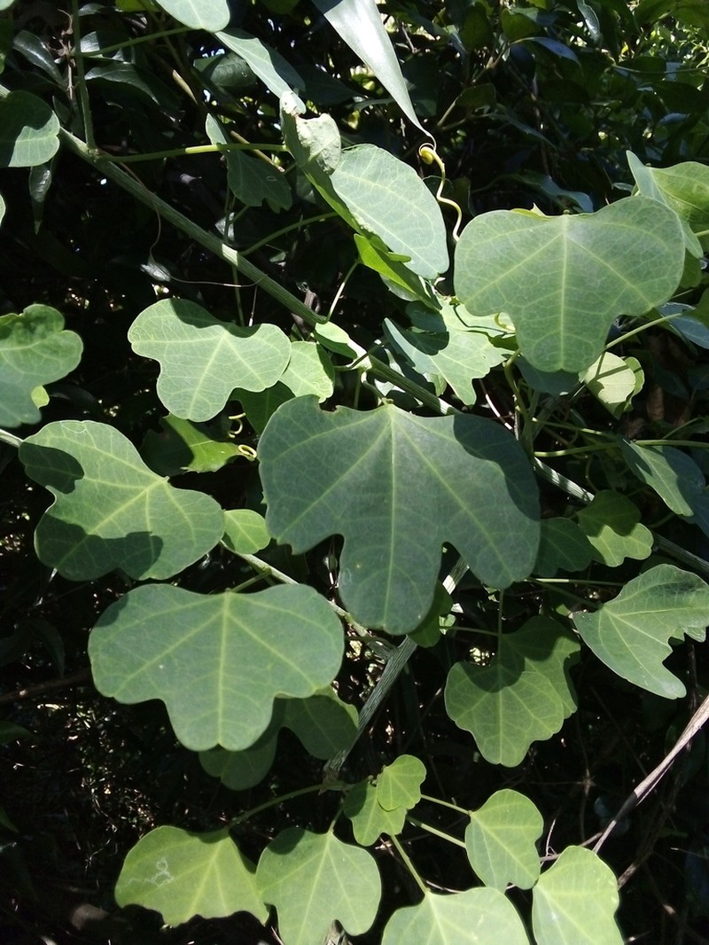 Adenia gummifera photo 3
