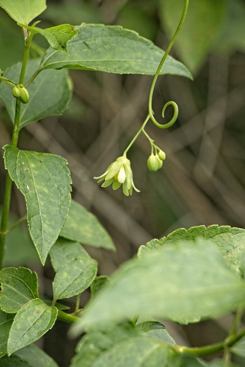 Adenia gummifera photo 4