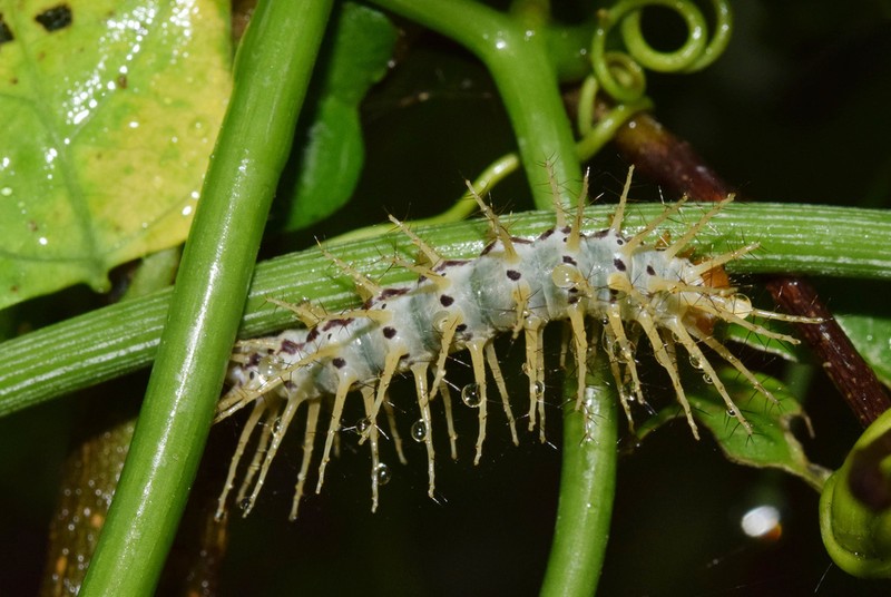 Adenia gummifera photo 6