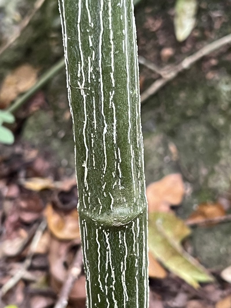 Adenia gummifera photo 7