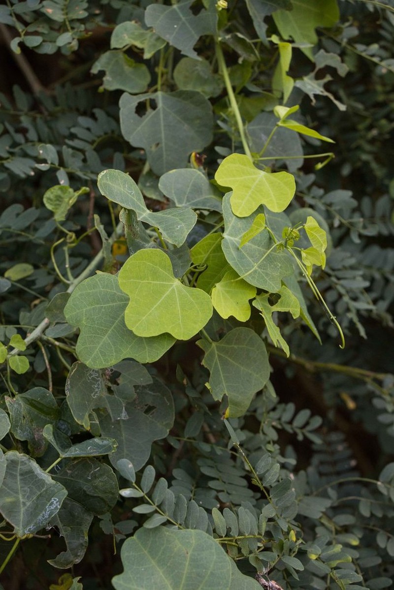 Adenia gummifera photo 8