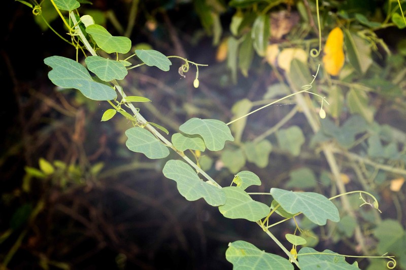 Adenia gummifera var. gummifera photo 3