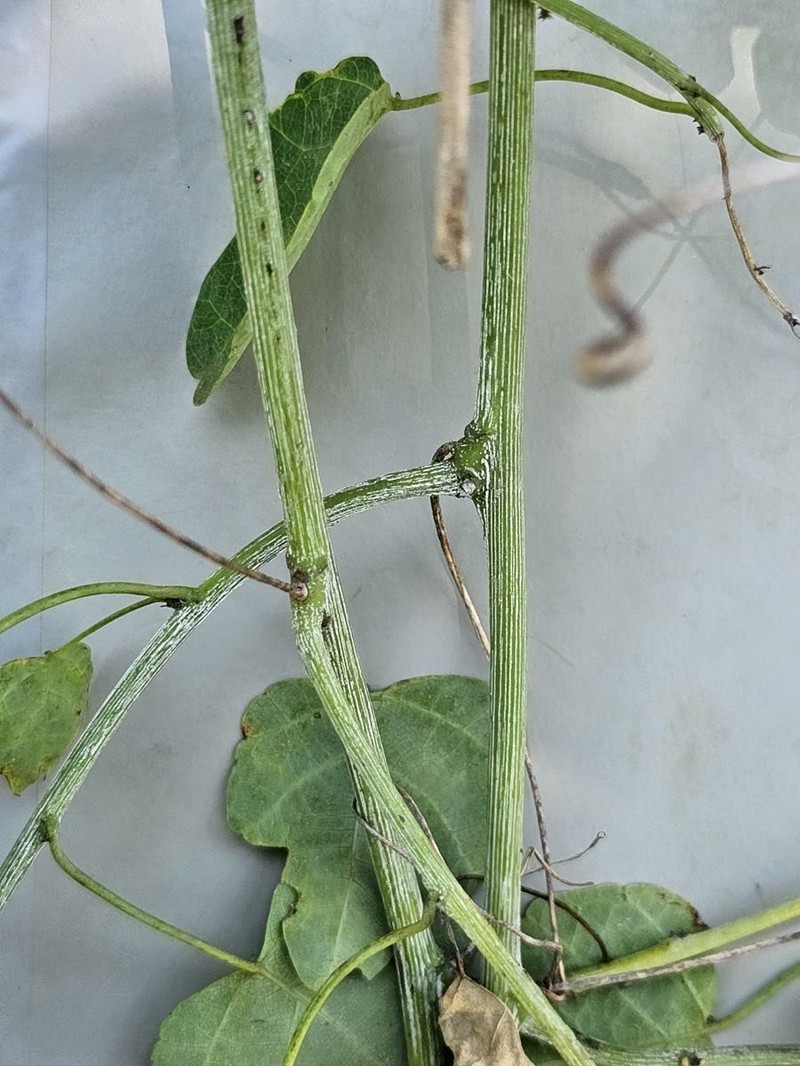 Adenia gummifera var. gummifera photo 4