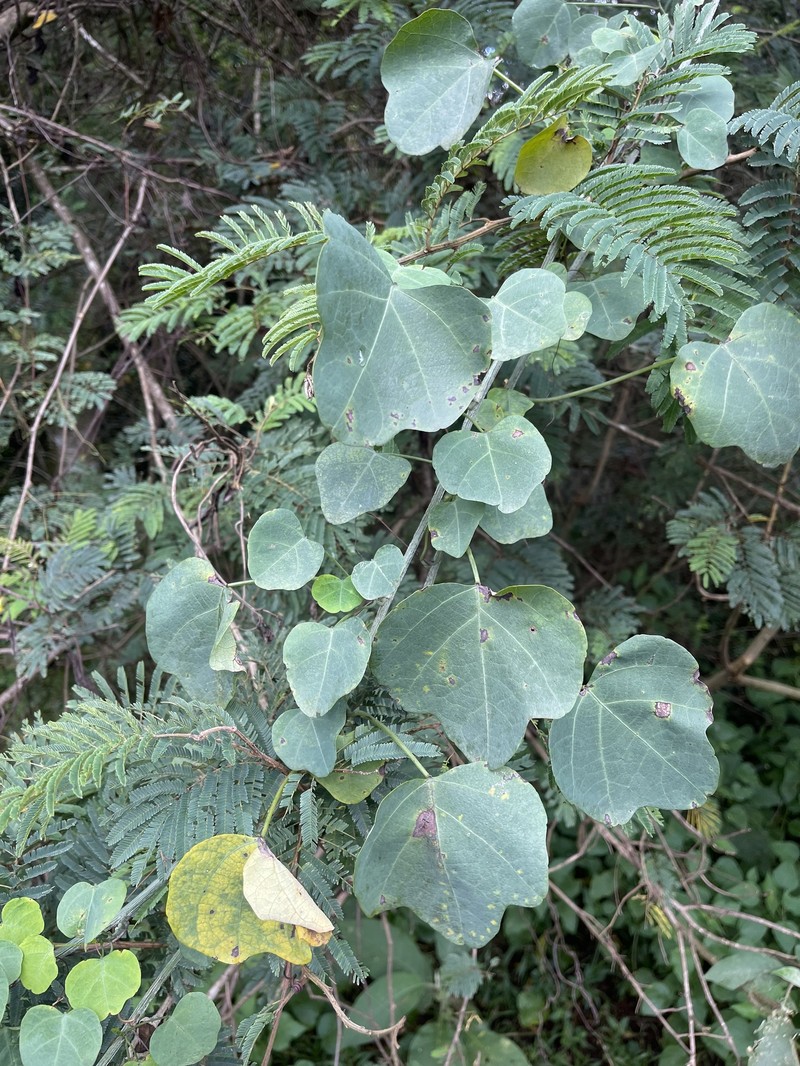 Adenia gummifera var. gummifera photo 2