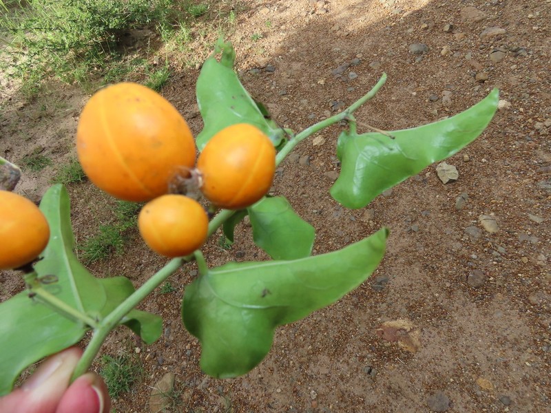 Adenia hastata