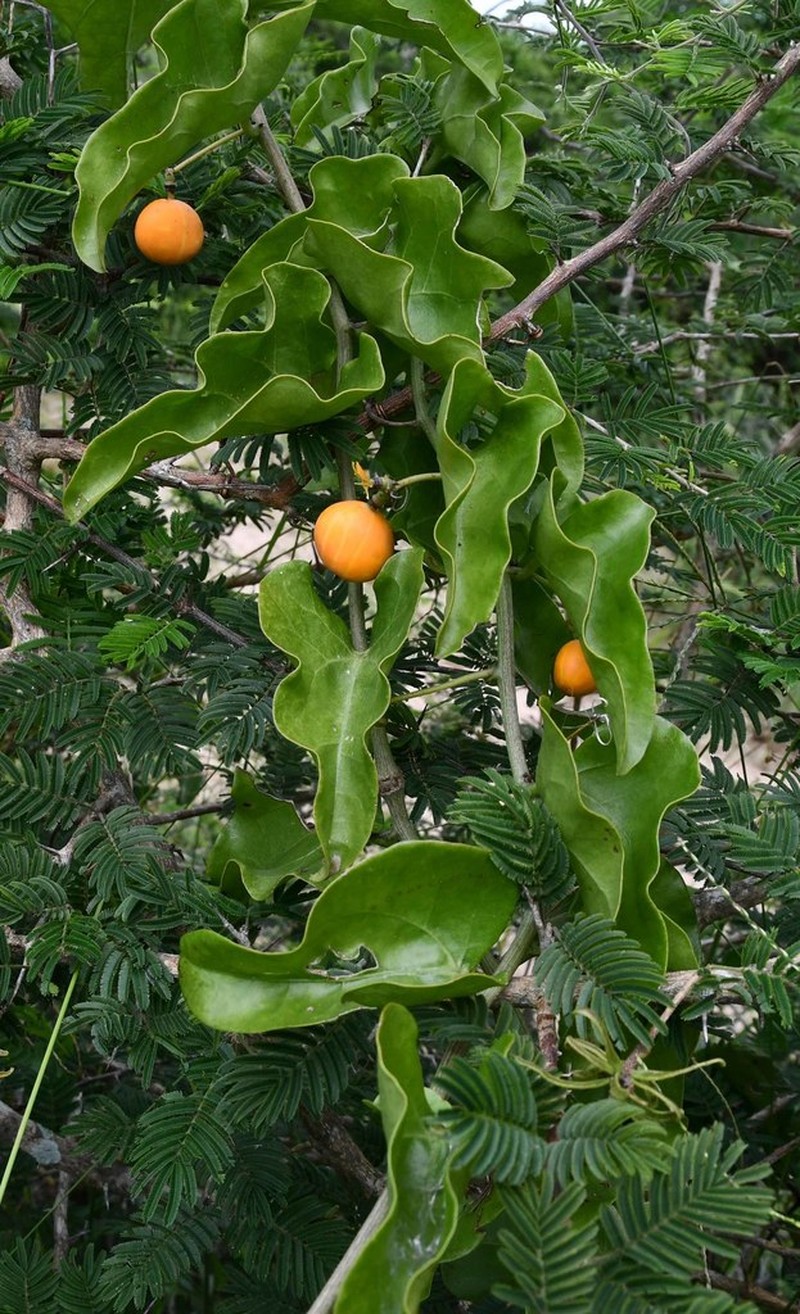 Adenia hastata photo 2