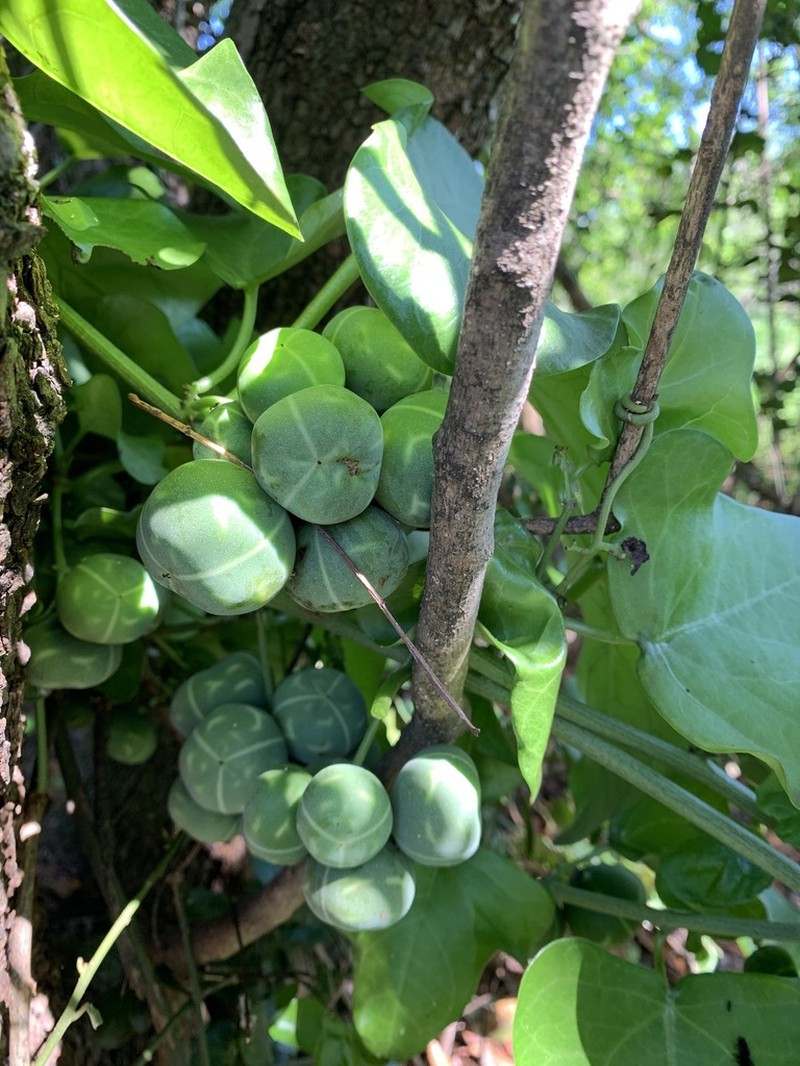 Adenia hastata photo 3