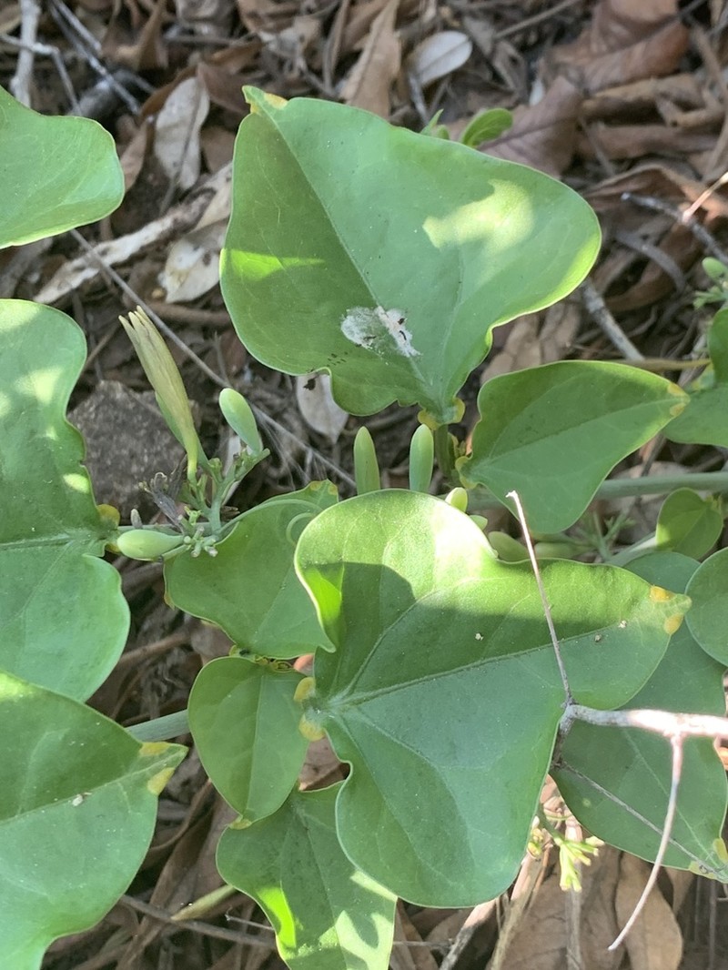 Adenia hastata photo 4