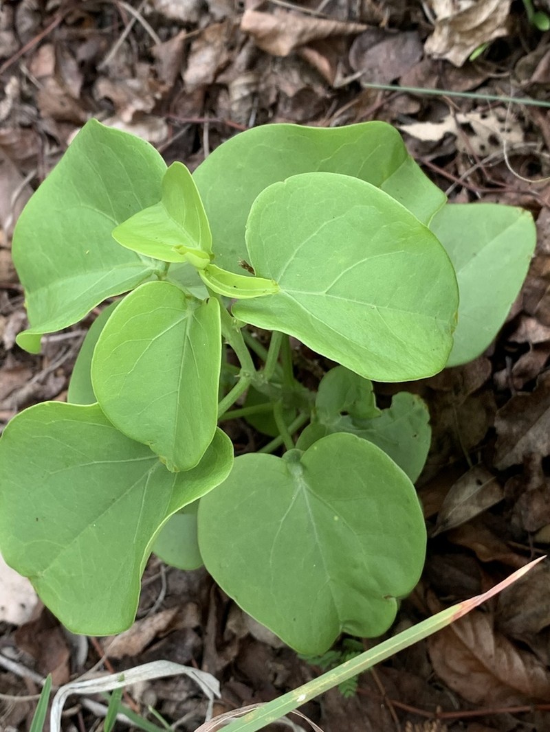 Adenia hastata photo 5