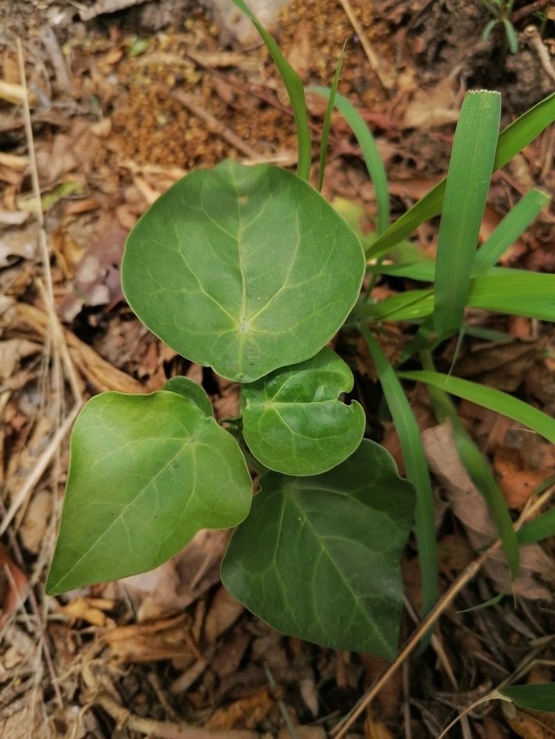 Adenia hastata photo 6