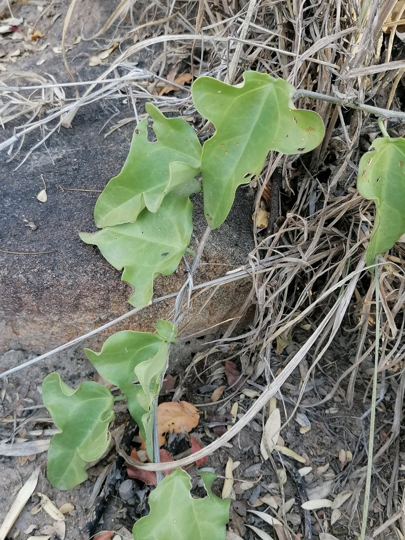 Adenia hastata photo 7