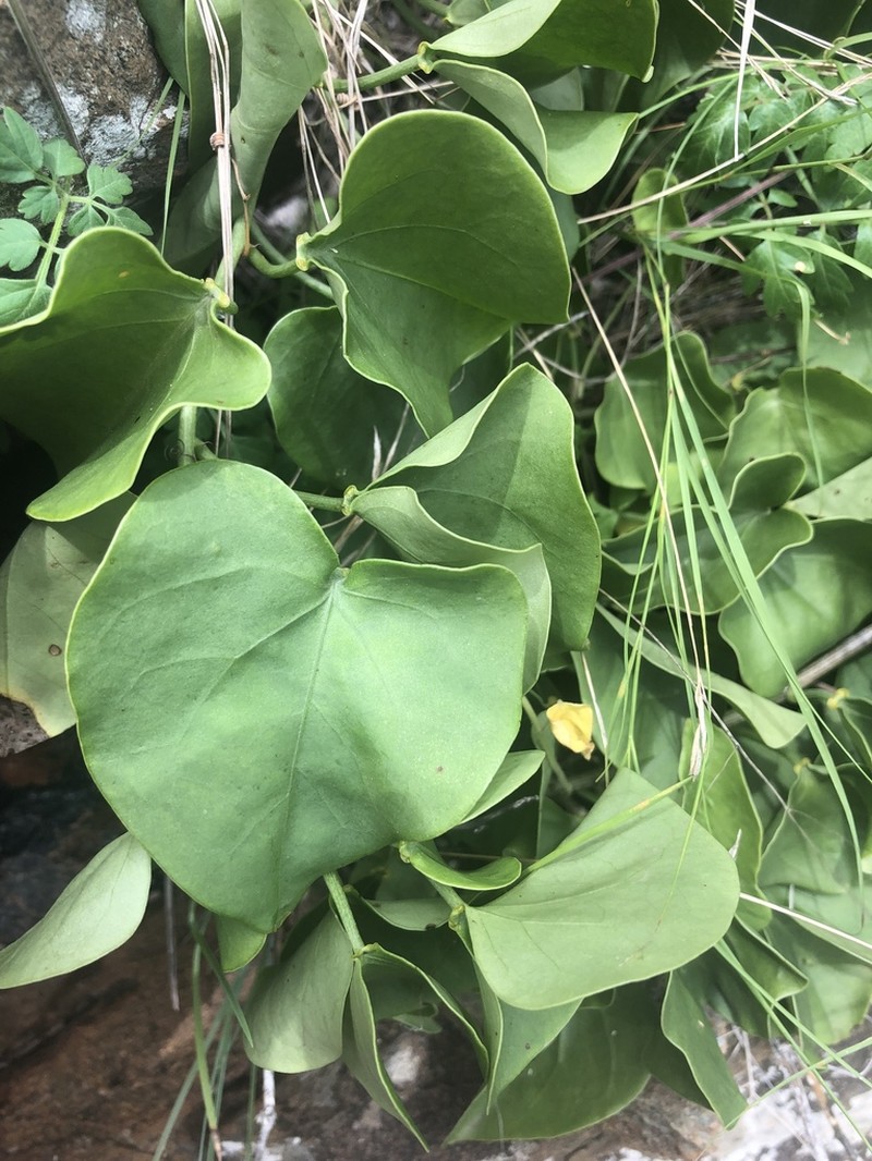 Adenia hastata photo 8