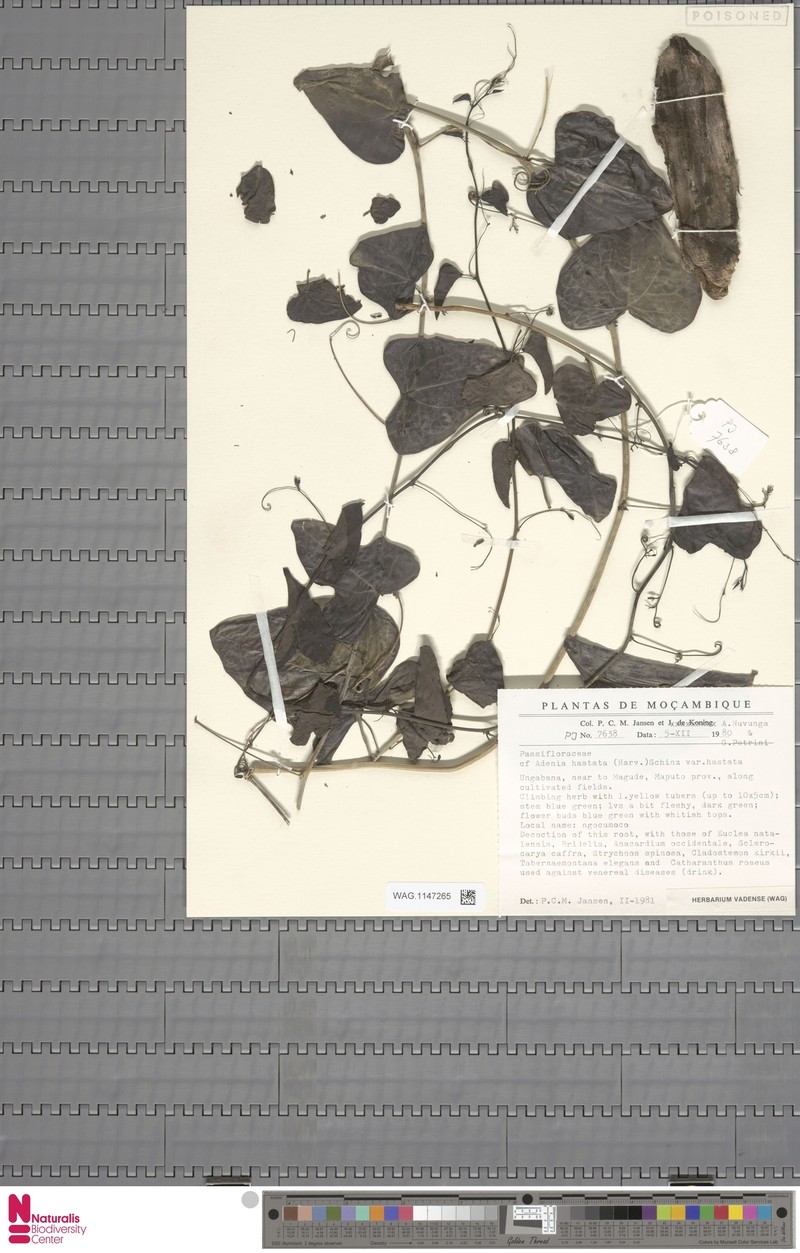 Adenia hastata var. hastata