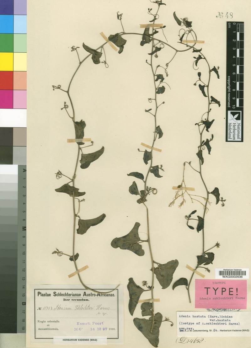 Adenia hastata var. hastata photo 2