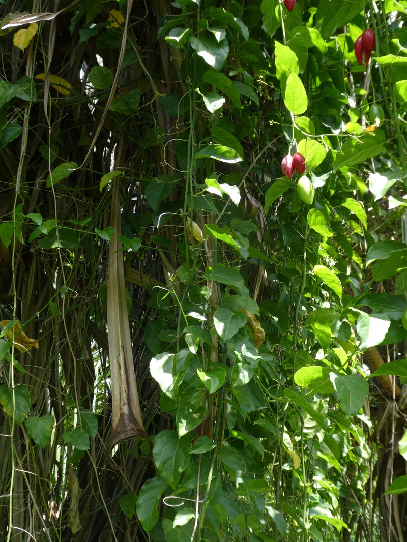 Adenia heterophylla photo 3