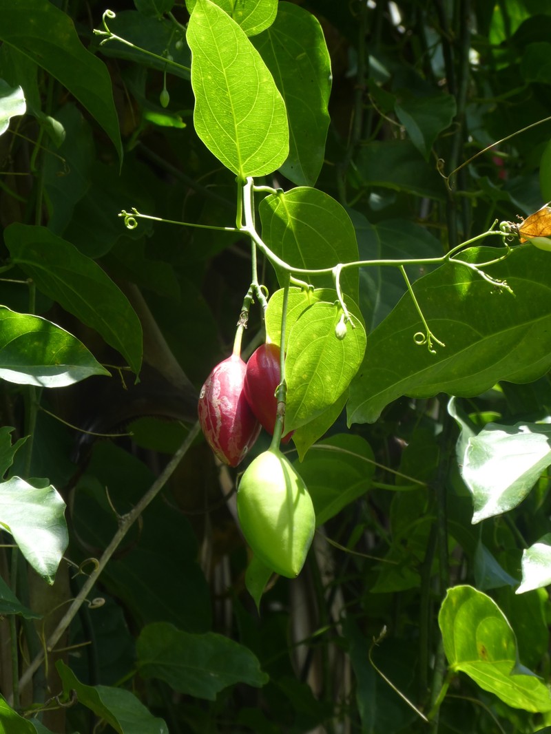 Adenia heterophylla photo 4
