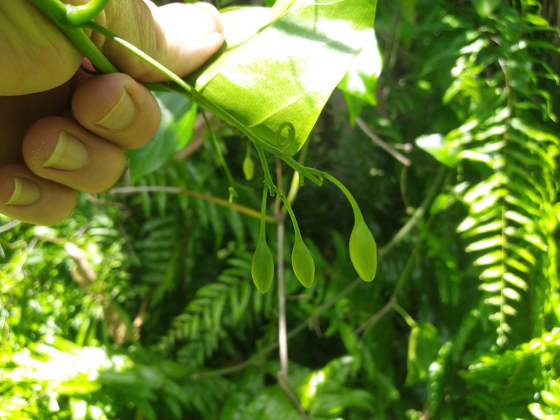 Adenia heterophylla photo 5
