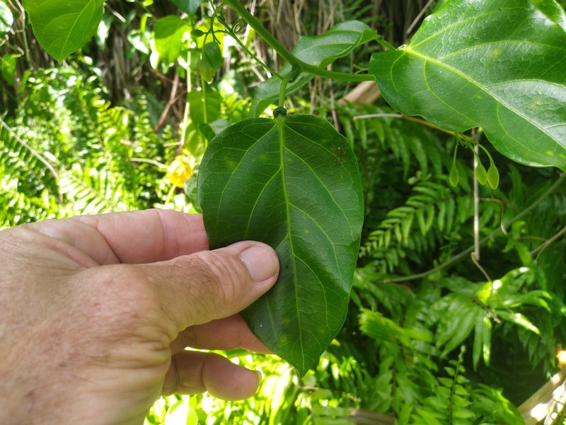 Adenia heterophylla photo 6
