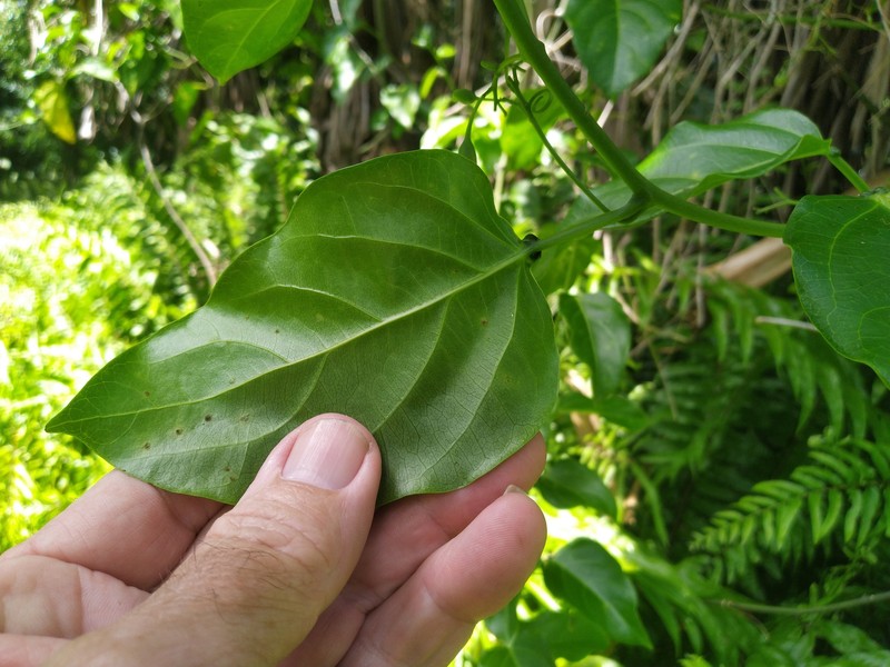 Adenia heterophylla photo 7