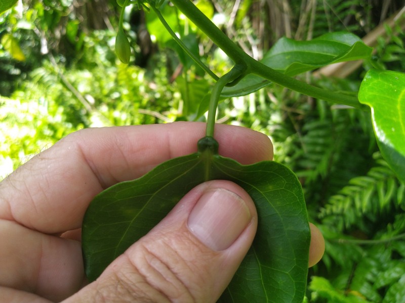 Adenia heterophylla photo 8