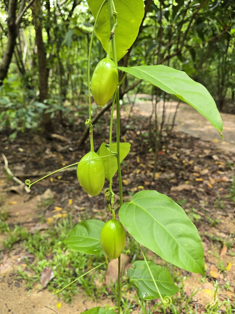 Adenia heterophylla subsp. heterophylla photo 3