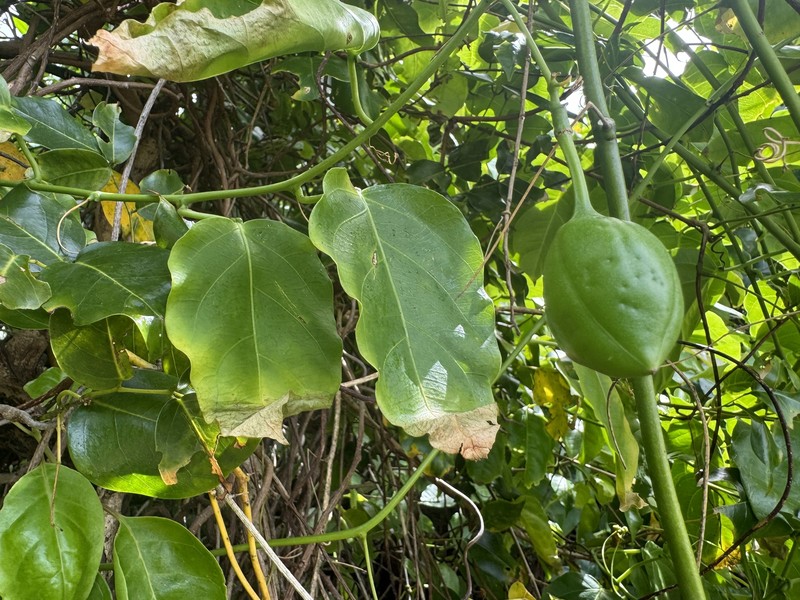 Adenia heterophylla subsp. heterophylla photo 5
