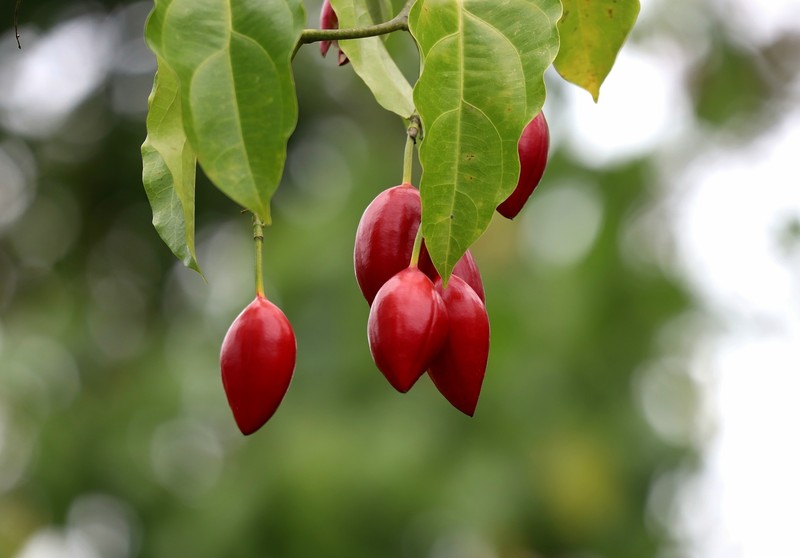 Adenia heterophylla subsp. heterophylla photo 2