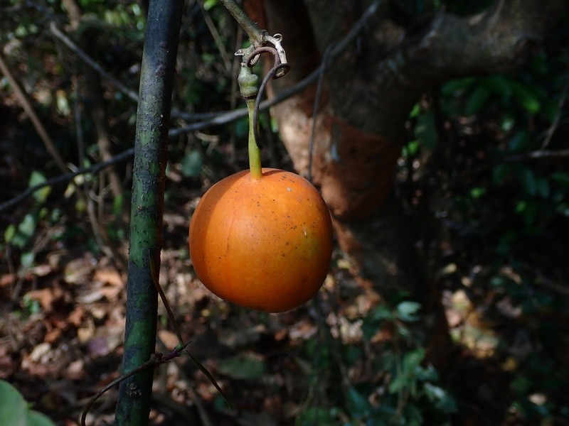 Adenia hondala photo 2