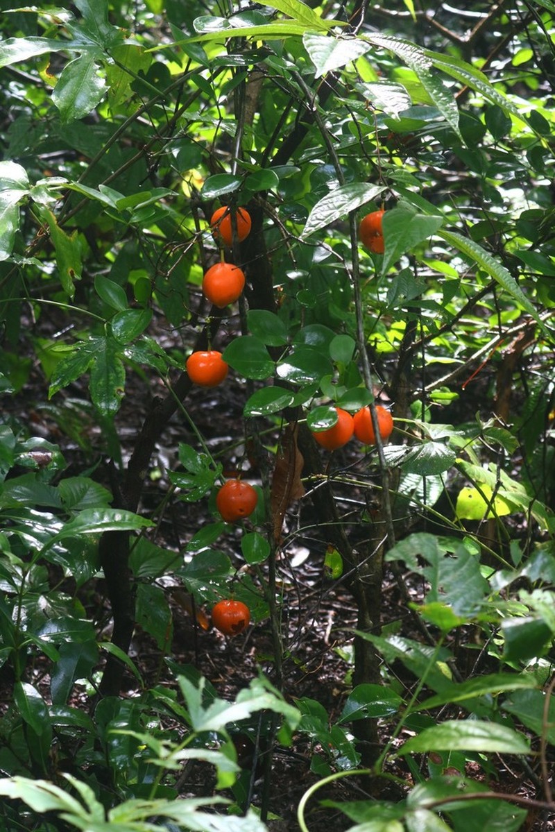 Adenia hondala photo 3