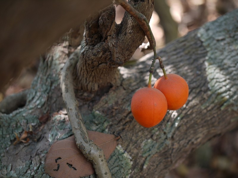 Adenia hondala photo 5