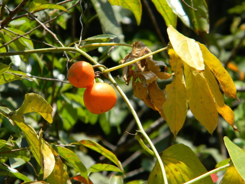 Adenia hondala photo 6