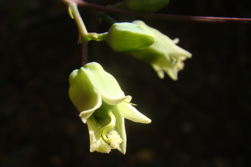Adenia hondala photo 7